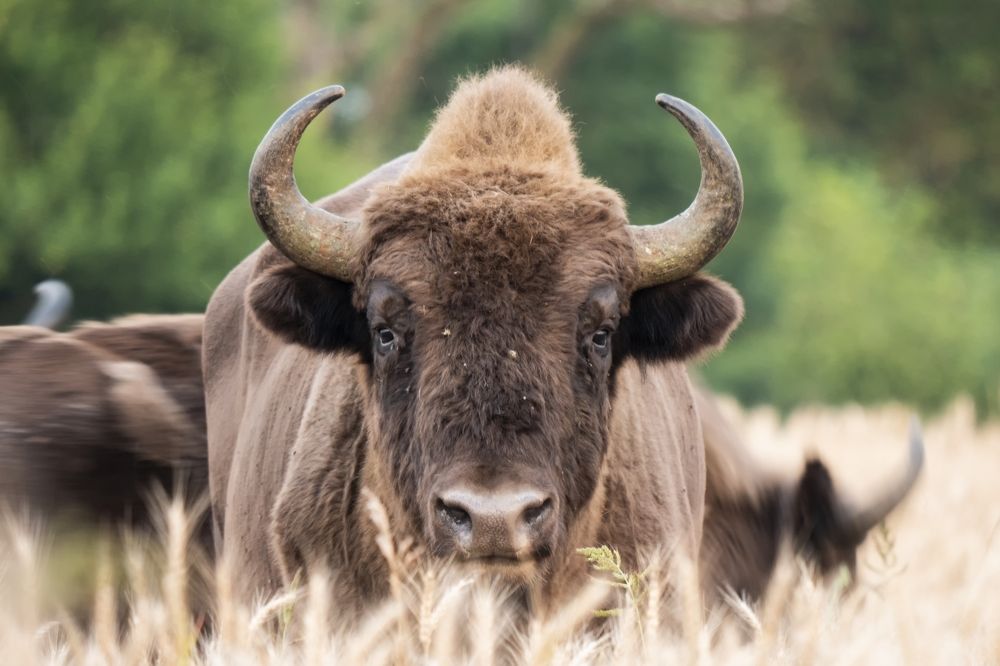 Bison bonasus