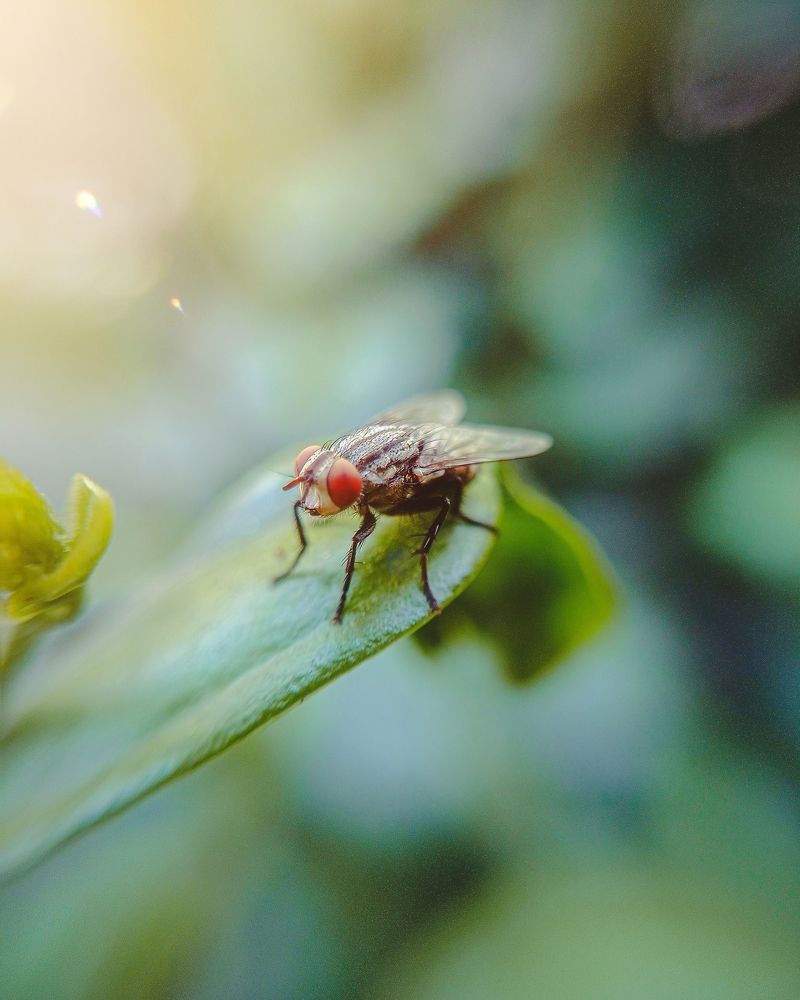 Photograph by Tarun Kumar Mahato