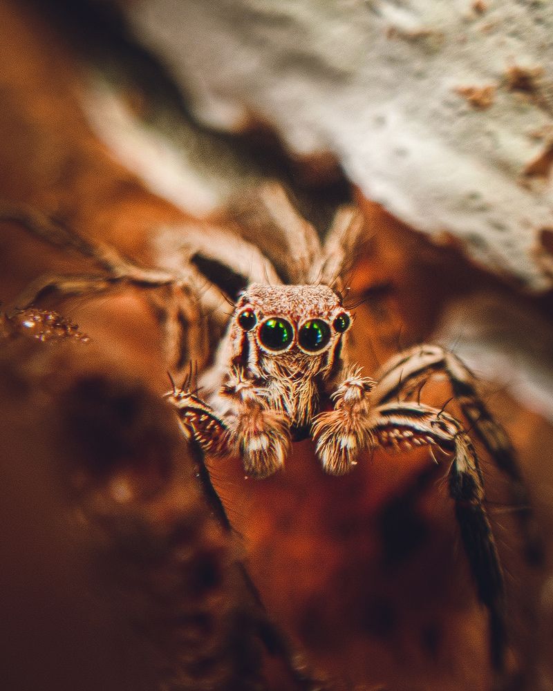 Photograph by Tarun Kumar Mahato