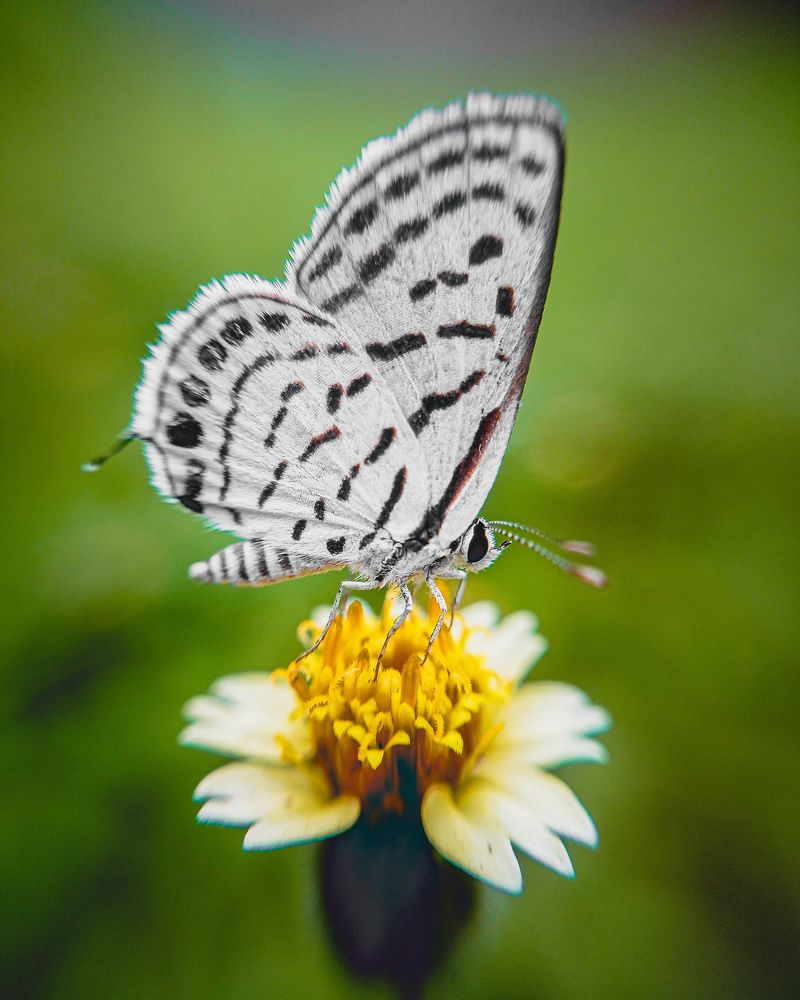 Photograph by Tarun Kumar Mahato