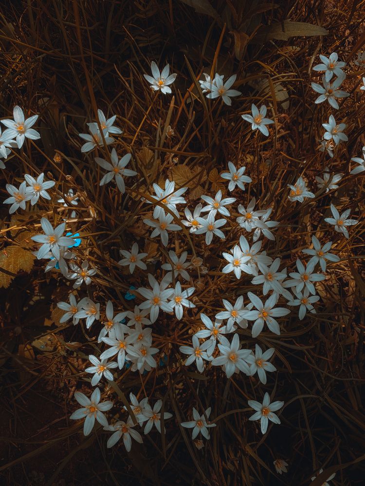 Photograph by Мария Каммерт