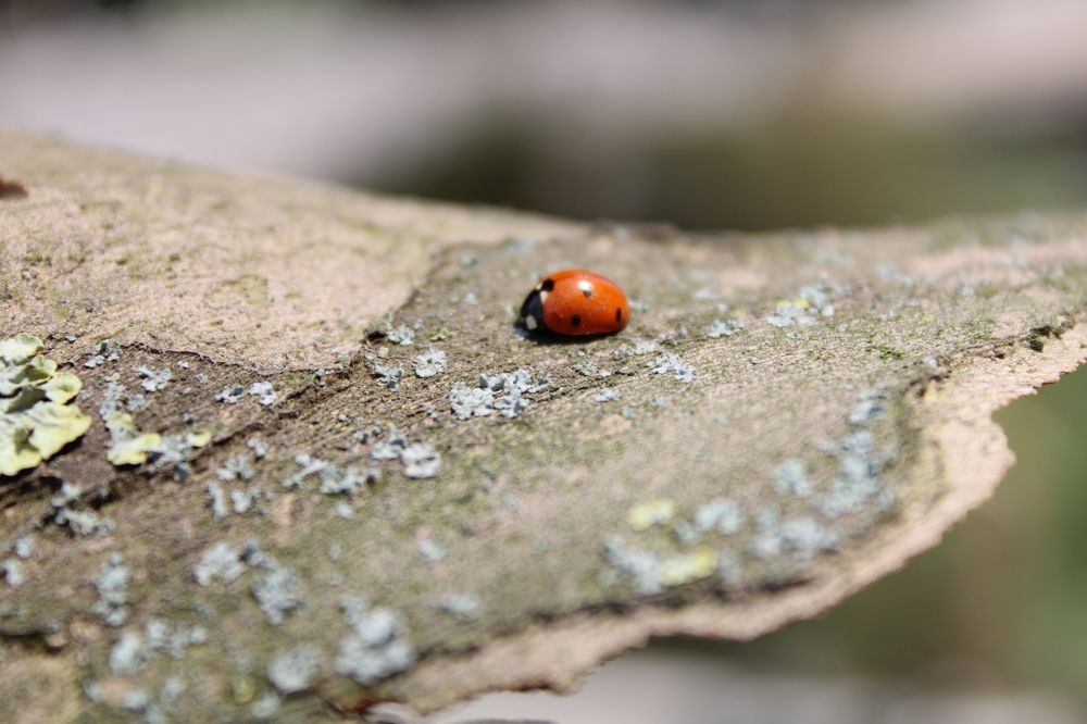 Photograph by Оксана Новосад