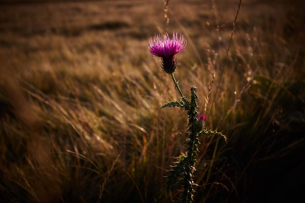 Photograph by Ivan Veljanov