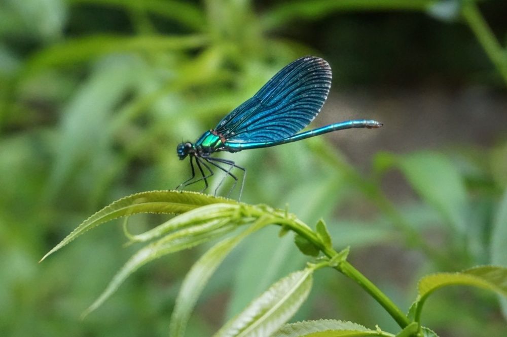 Photograph by Olgafotoos