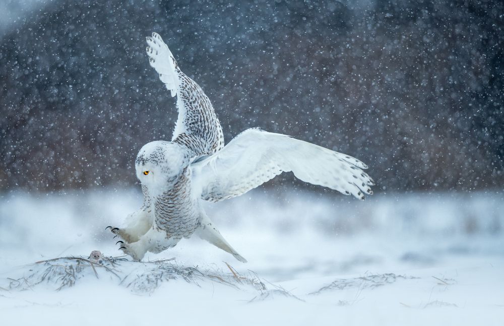 Photograph by George