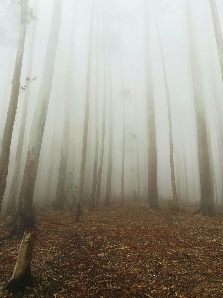 Photograph by B. Rathnayake Isuru