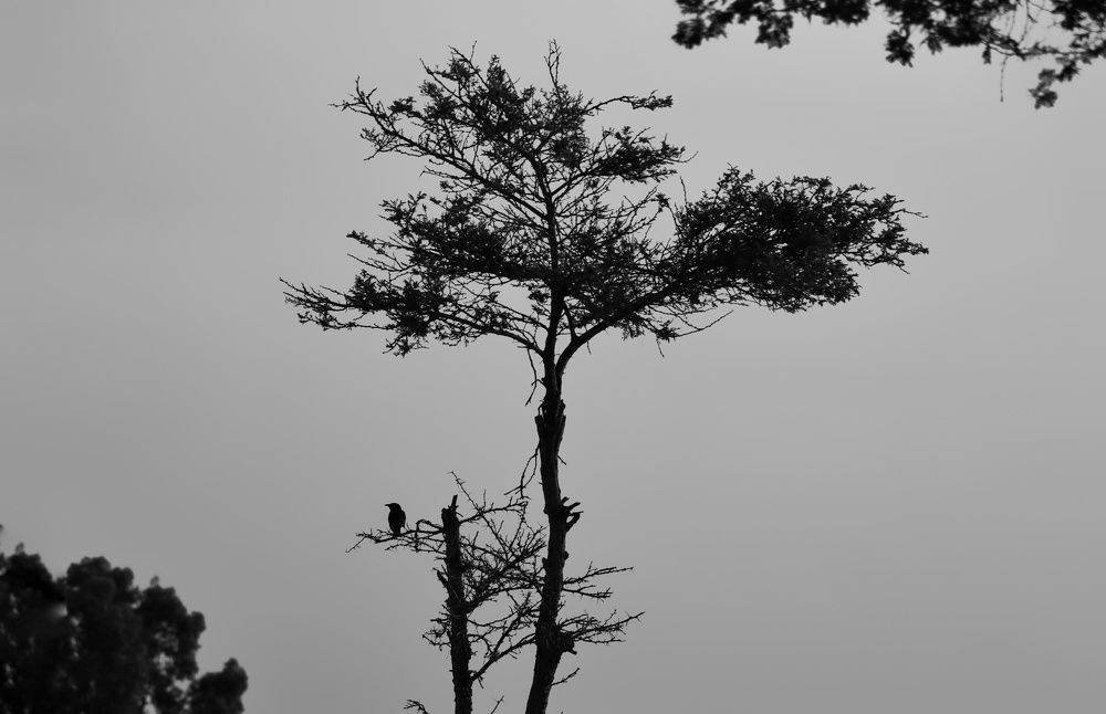 Photograph by Alsamh Alyosofy