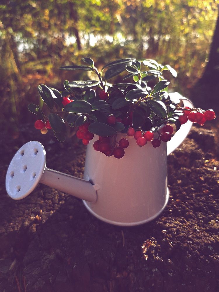 Photograph by Ирина Иванова