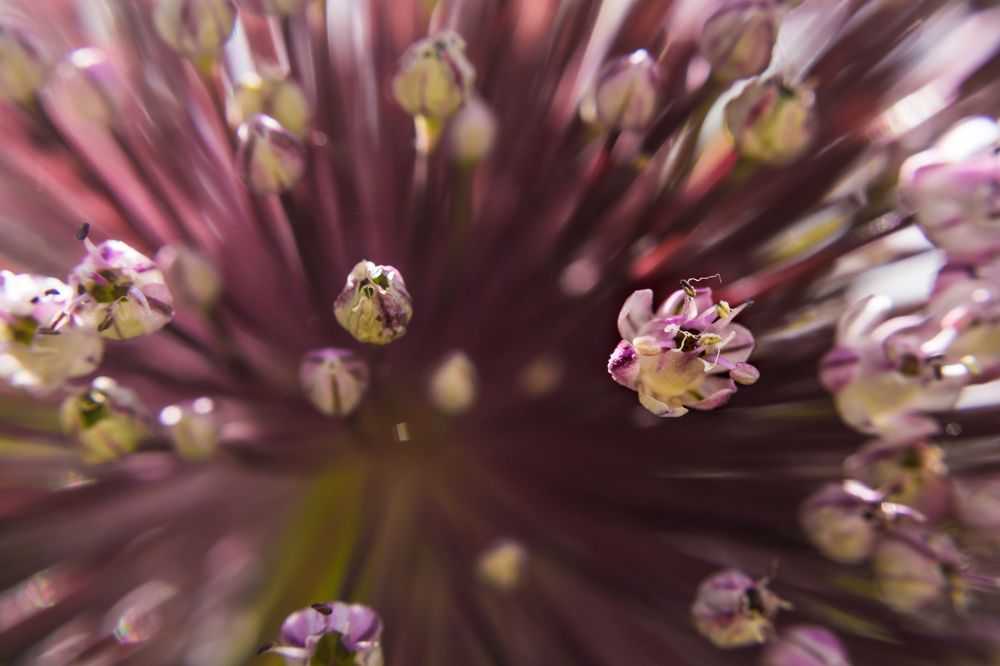 Photograph by Anna Doncila