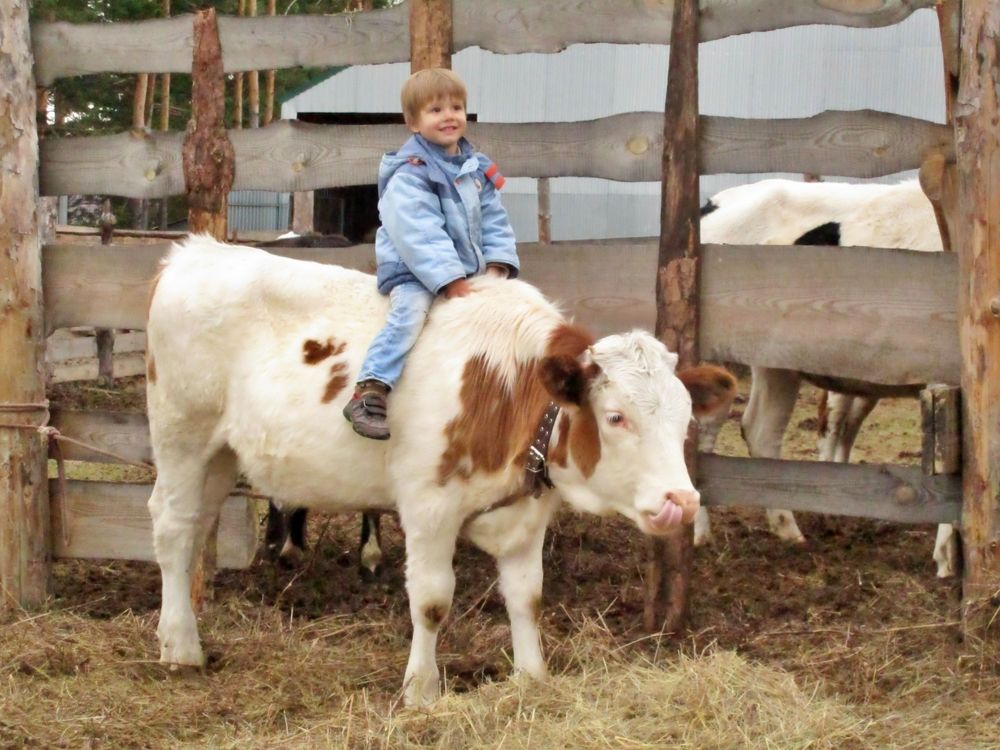 Маленький ковбой