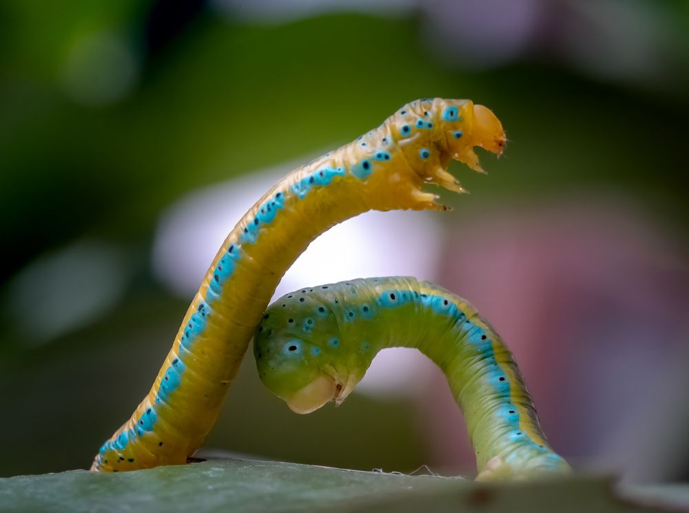 Photograph by Sreeroop KT