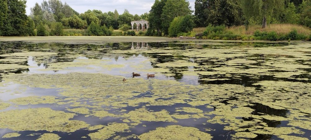 Pond.