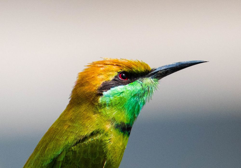 Photograph by Akshay P Pillai