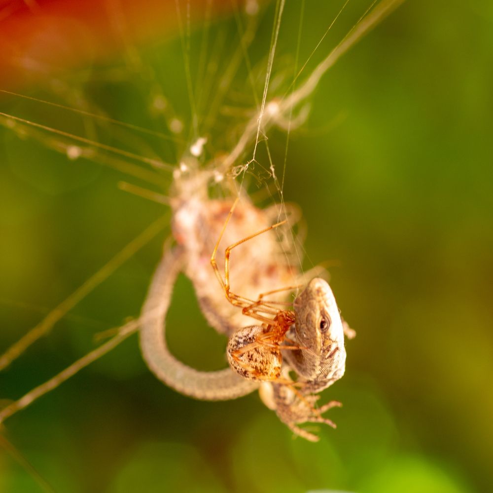 Фотография автора Denes Doma