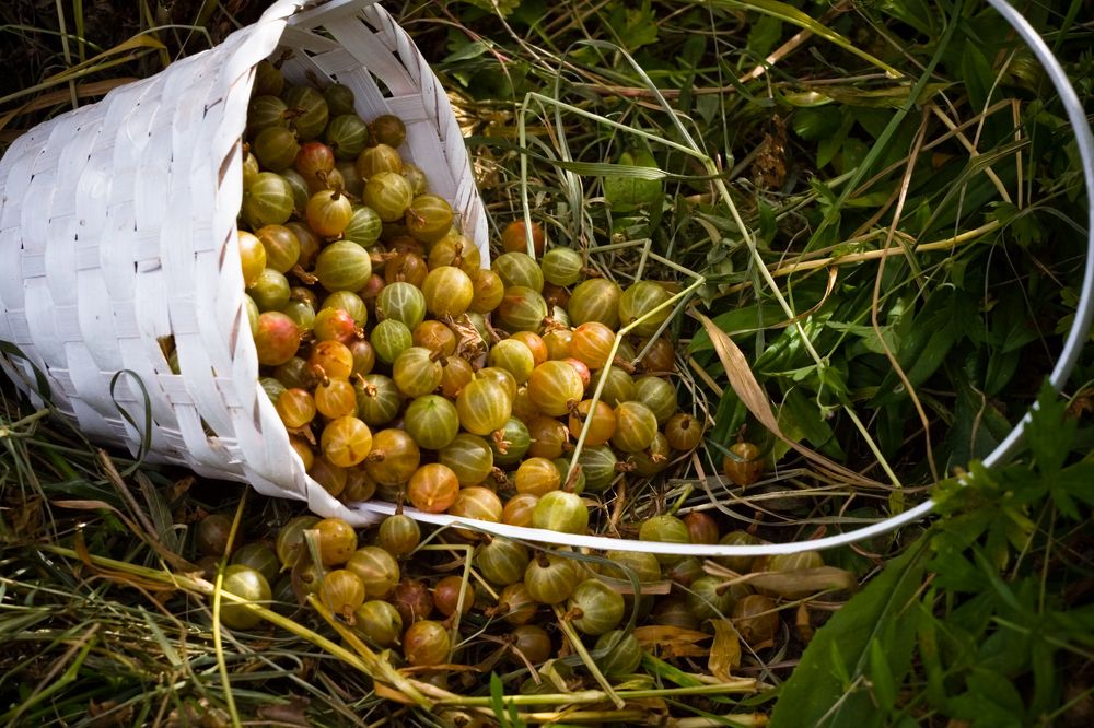 Photograph by коллега