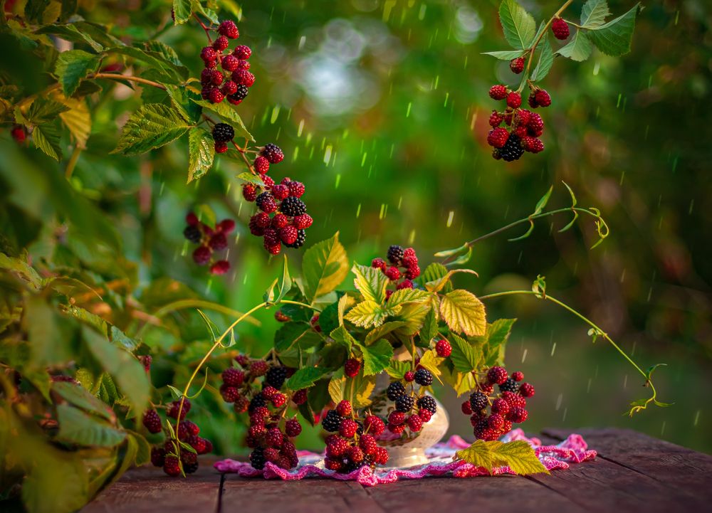 Солнечный дождик в ягодном саду.