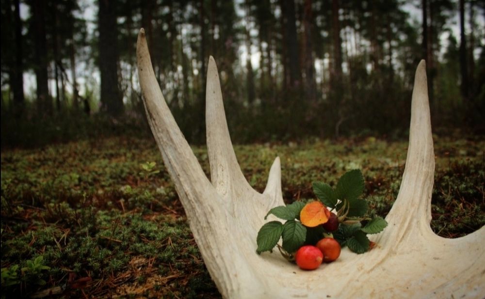 Photo #6425385
