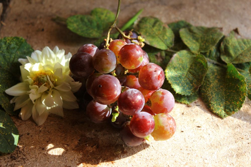 Последний виноград