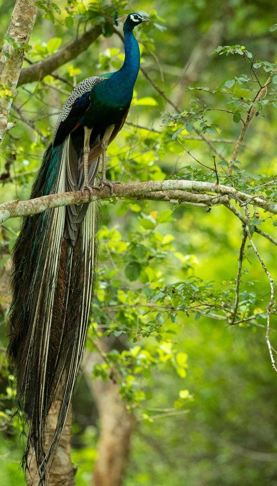 Photograph by Robin Karyeth