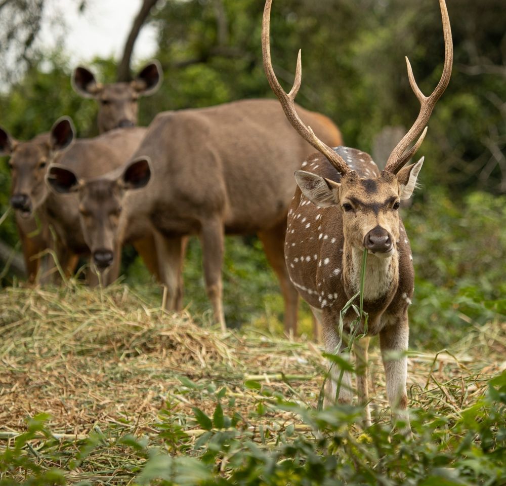 Photograph by Robin Karyeth