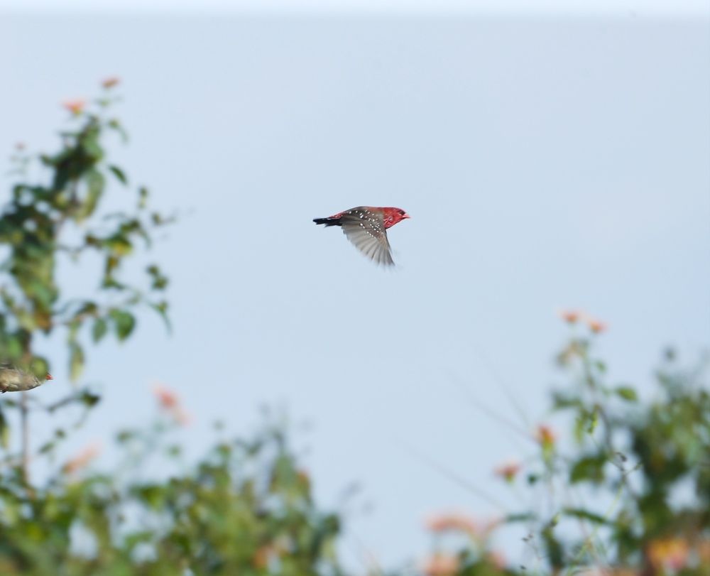 Photograph by Robin Karyeth