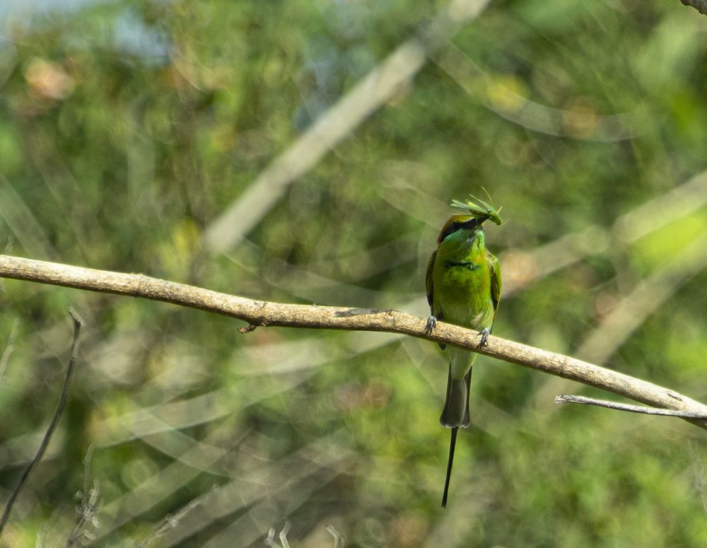 Photograph by Robin Karyeth