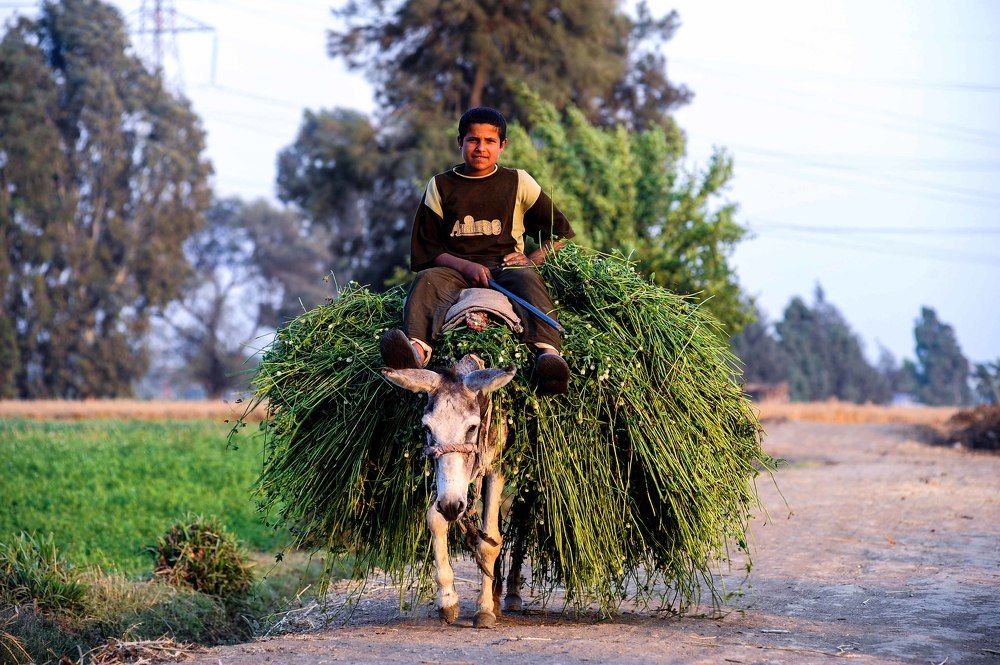 Photograph by Hashem Mohamed