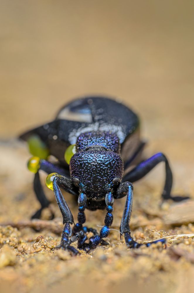 Майка обыкновенная