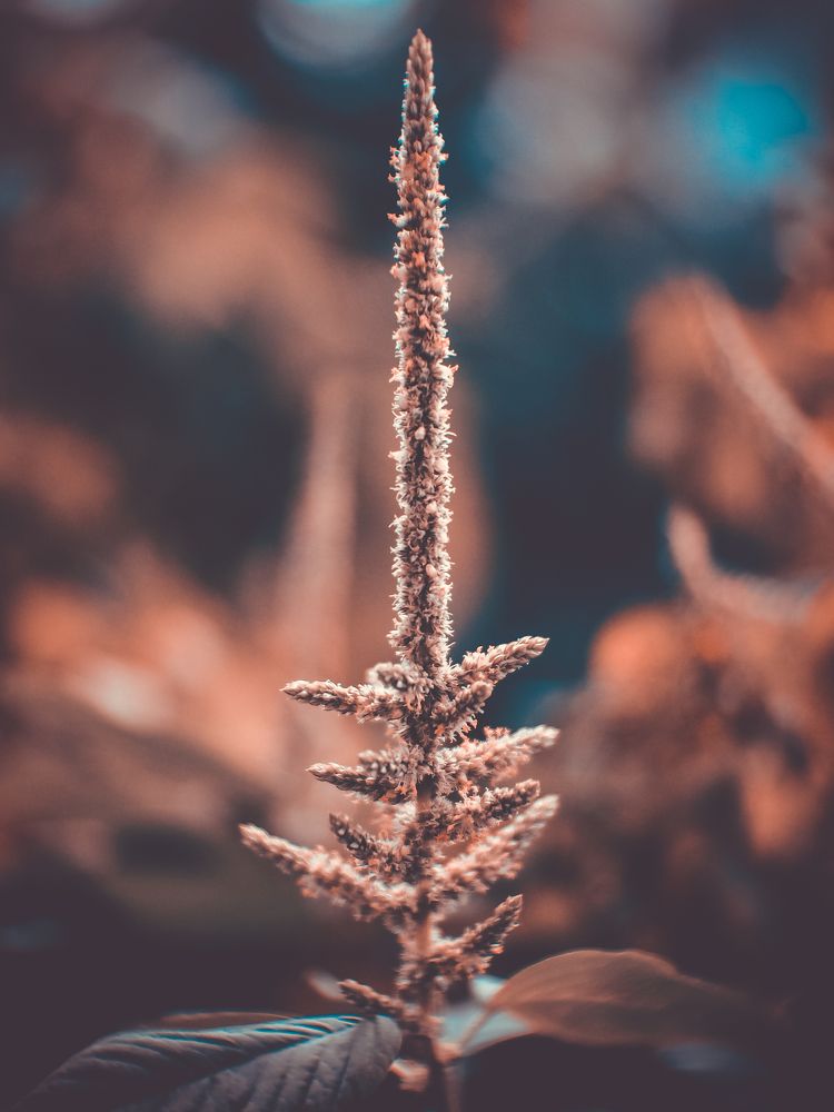 Photograph by NGUYEN MINH CHAU