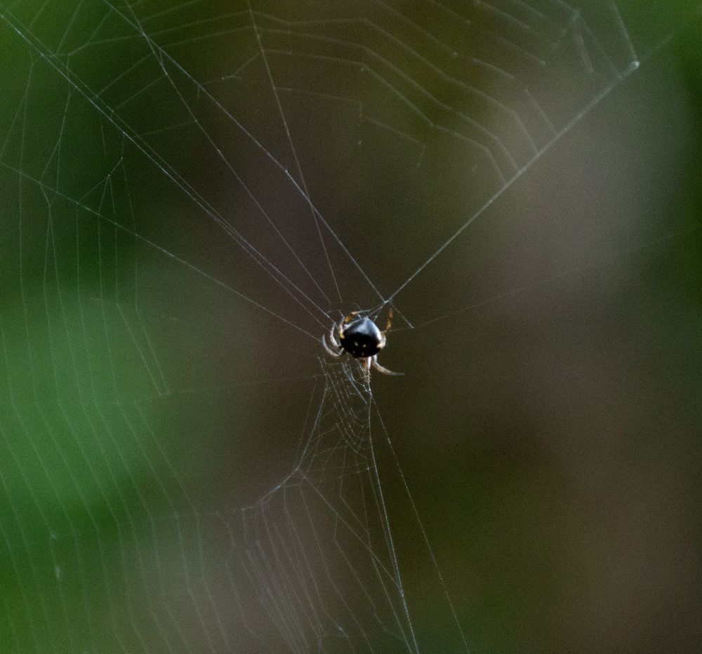 Photograph by B. Rathnayake Isuru