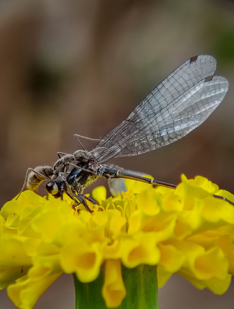 Mysterious of nature