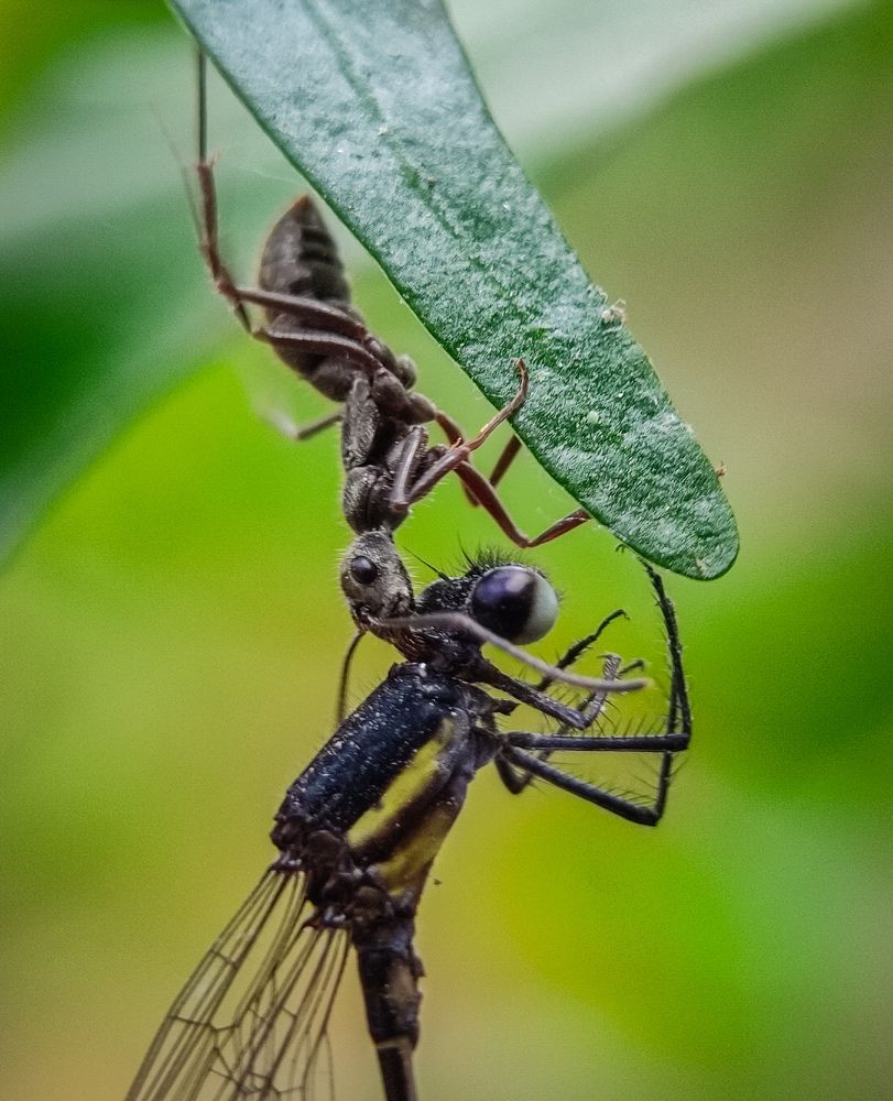 Photograph by Pramit Das