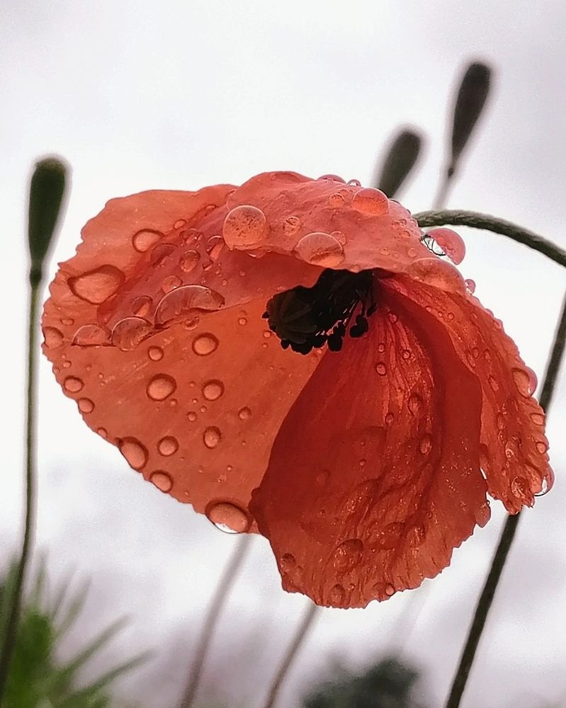 Photograph by Виктор Шубин