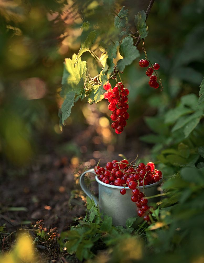 Photograph by Марина Парахина