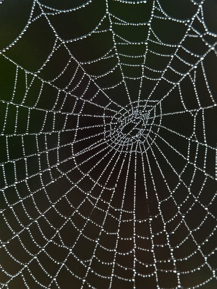 Фотография автора SK Shahbaj Ahmed