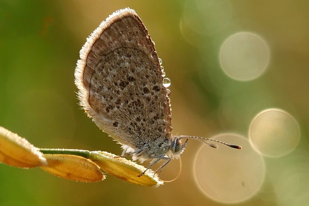 Фотография автора SK Shahbaj Ahmed