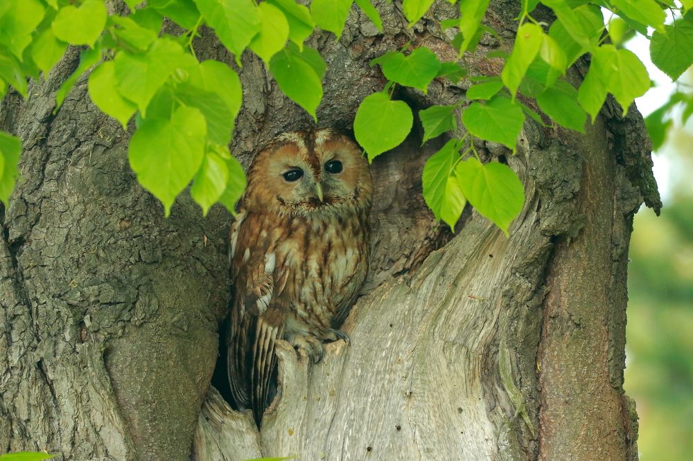 Photograph by Piotr Warzecha