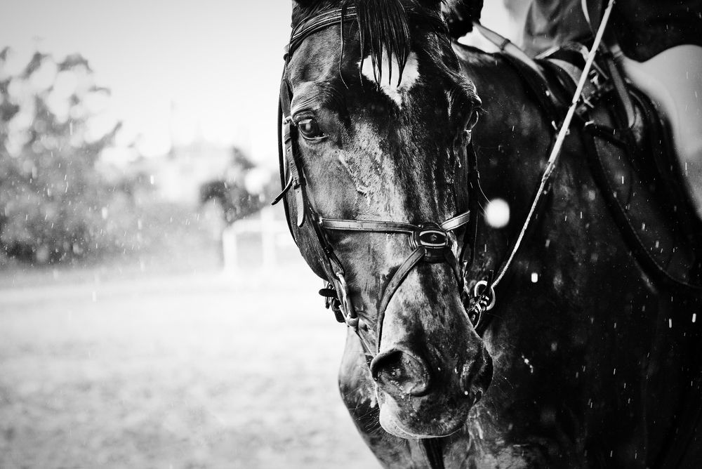 Photograph by Анна Турлинова