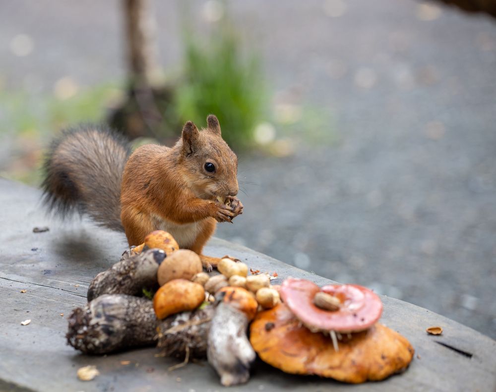 Где-то в лесу!!!