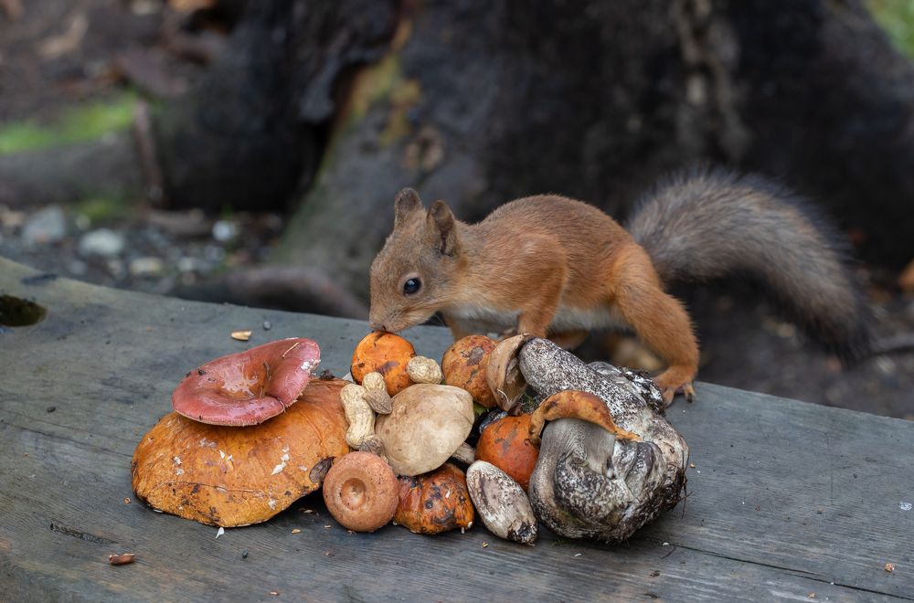 Где-то в лесу!!!