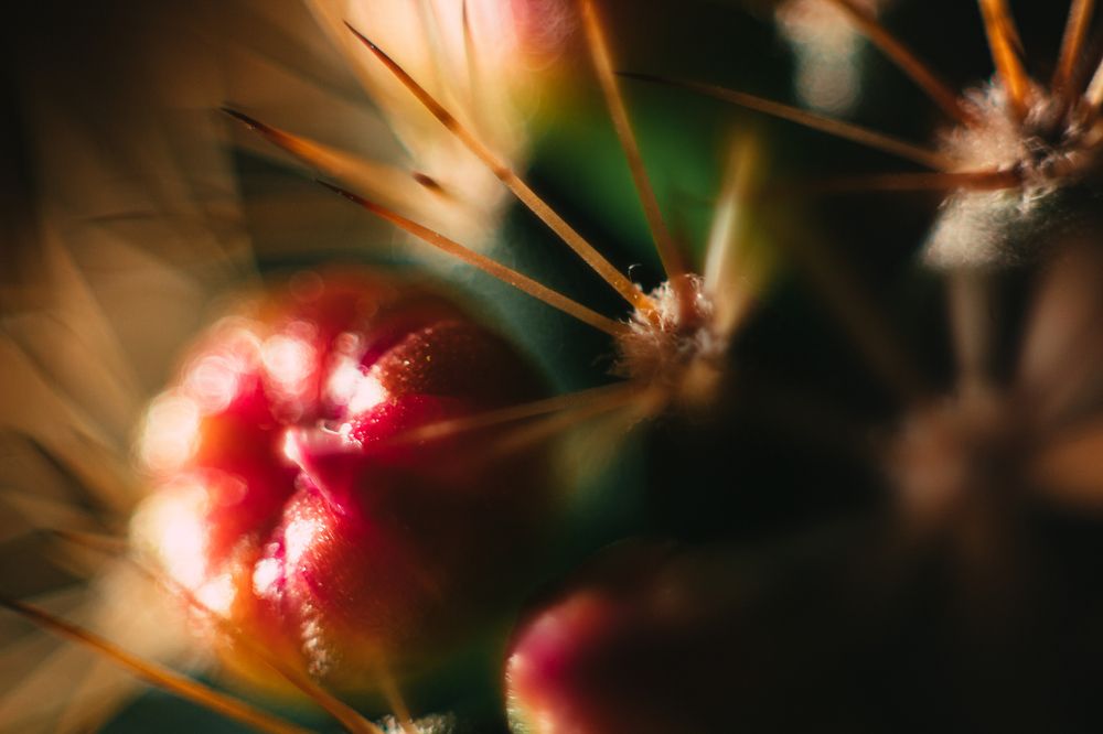 Photograph by Соломия Козолуп