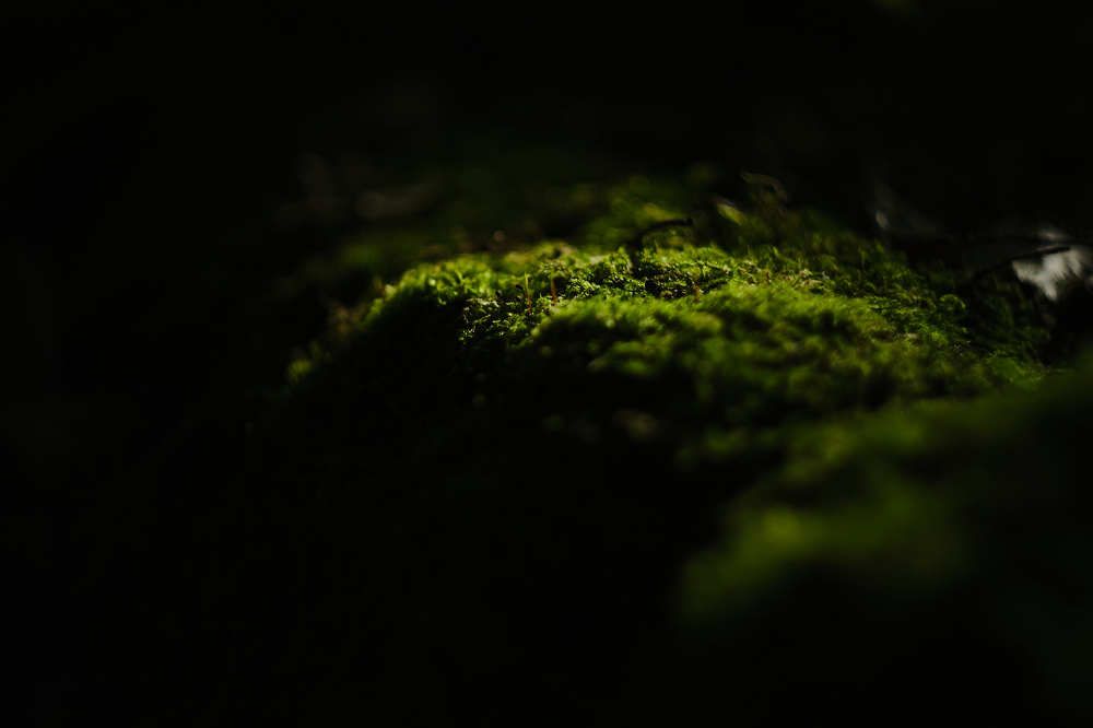 Photograph by Соломия Козолуп