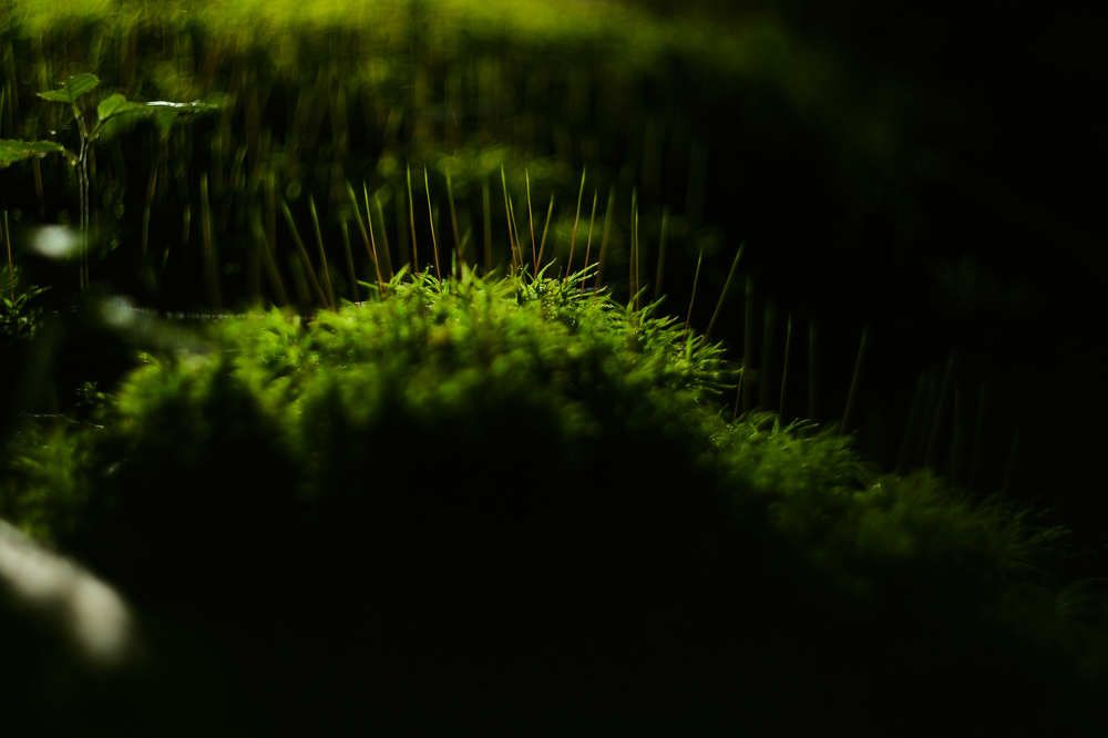 Photograph by Соломия Козолуп