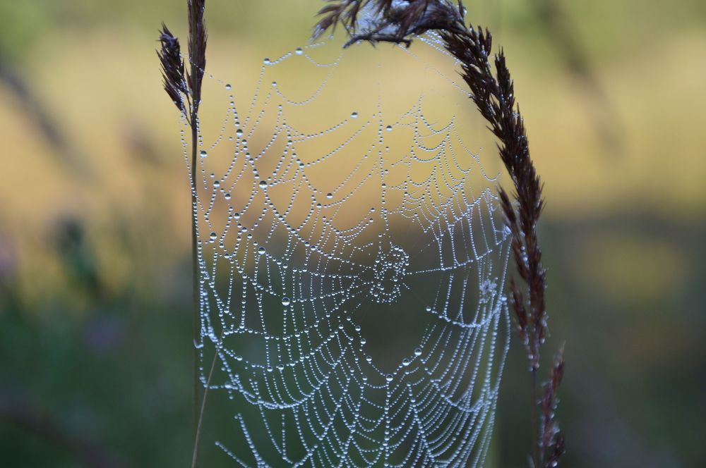 Photograph by Татьяна Ненюхина