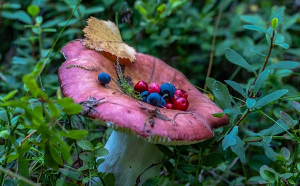 Photograph by Александр Бакин