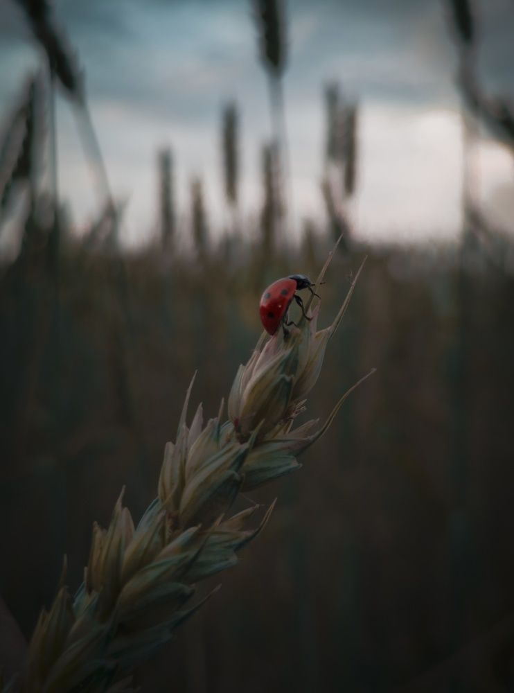 Фотография автора Геннадий Ломеко