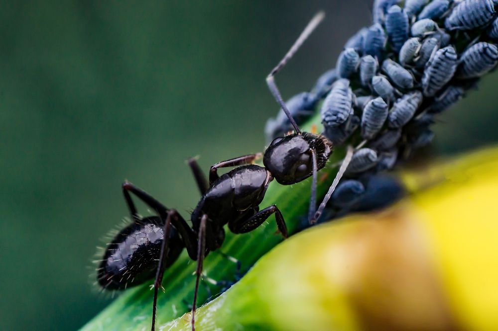 Муравьиная ферма