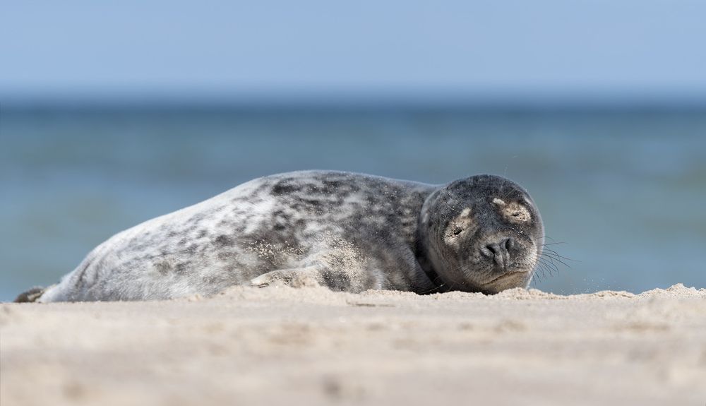 Фотография автора Александр Смолкин