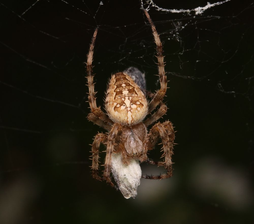 Photograph by Михаил Косяк