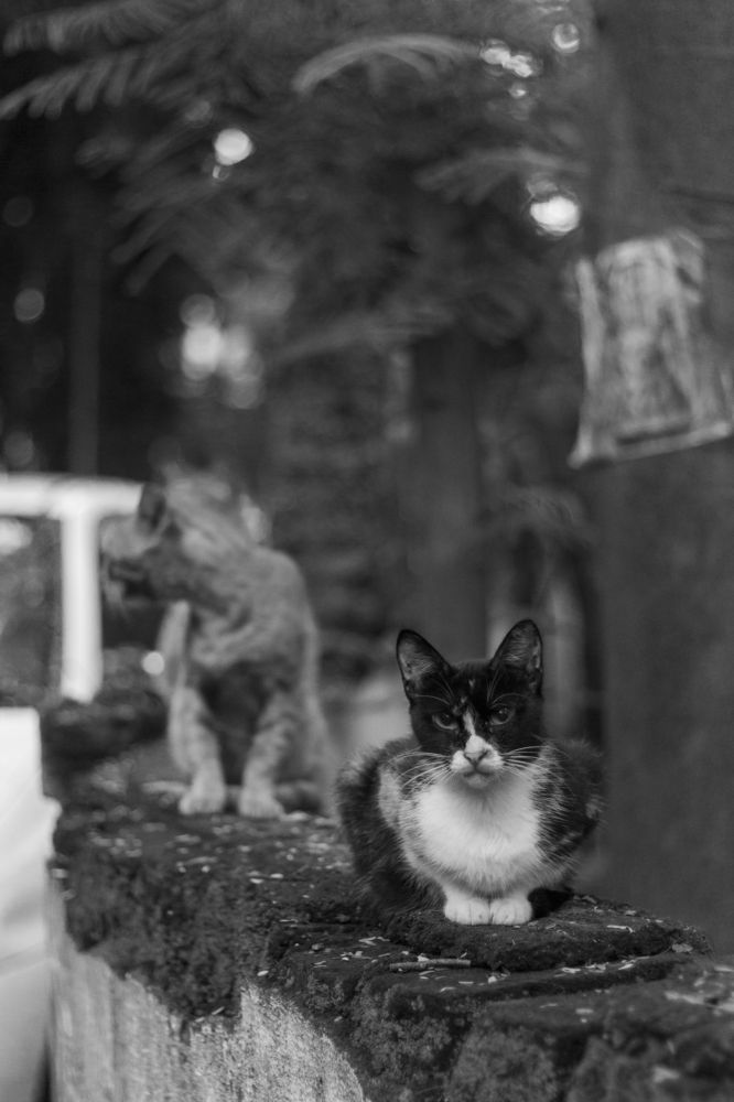 Photograph by Akshay Bandre